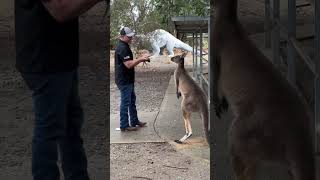 KANGAROO ATTACKS FATHER & SON ??? australia comedy