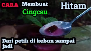 CARA MEMBUAT CINGCAU HITAM DARI PETIK DI KEBUN SAMPAI JADI