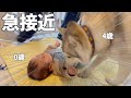赤ちゃんのお世話をしたいハスキー犬の母性が大爆発しました…