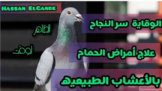 علاج امراض الحمام والقاية منها بالأعشاب الفيتامينات الطبيعيه للحمام #الحمام_الزاجل #الظاهر_لوفت