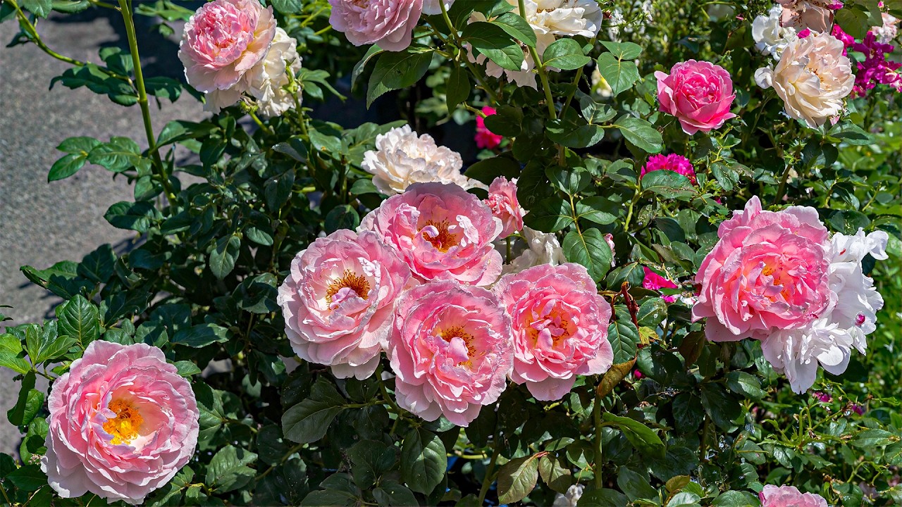 Успокаивающая музыка 🌹 Избавьтесь от негативной энергии и исцелите свое сердце ~ Идеально для рас...