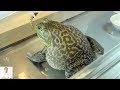 Graphic live frog recipe  delicious twice cooked frog recipe cantonese inspired