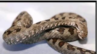 Yılan Müziği Ve Sesi