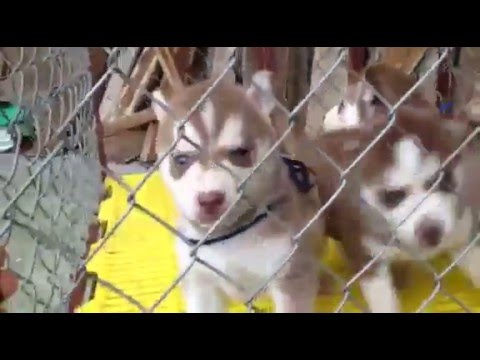 bán chó hà nội Update New Bán đàn chó husky nâu đỏ thuần chủng tại Hà Nội