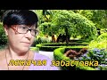 Лежачая ЗАБАСТОВКА / Делаю ПОДОКОННИК / Занятия и цветочки 💐