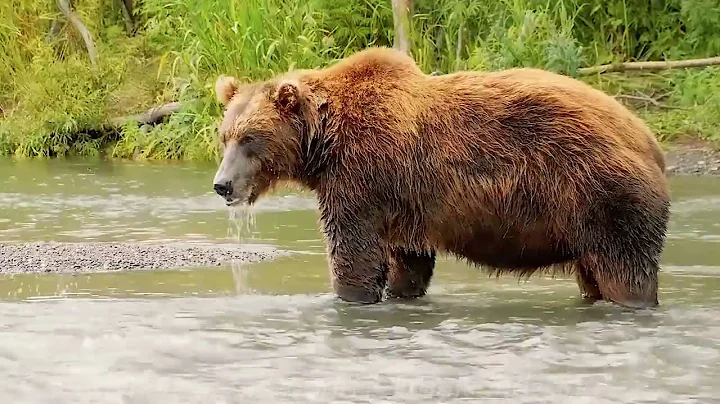 The Horrific Kodiac  bear Attack on Gene Moe (Full...