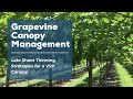 Late Shoot Thinning Strategies for a VSP Canopy