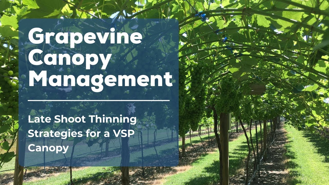 Late Shoot Thinning Strategies for a VSP Canopy