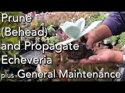 How to Prune (Behead) and Propagate your Echeveria Succulents plus general maintenance.