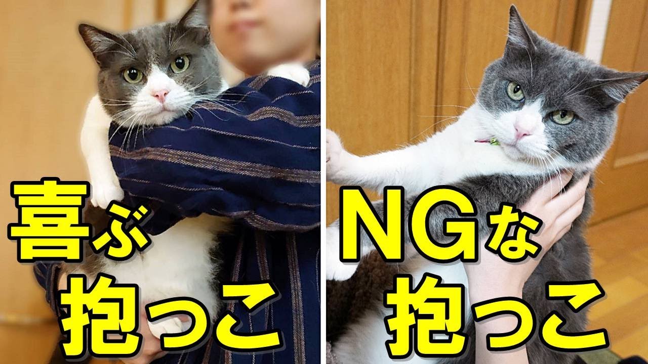 猫 持ち 方