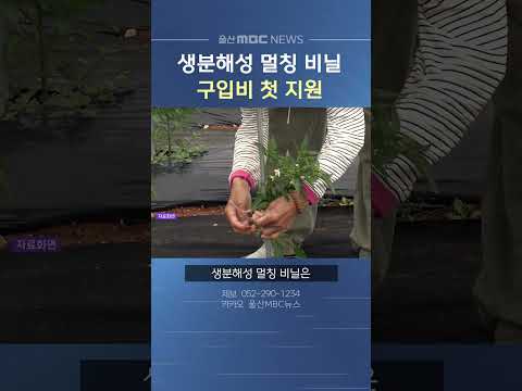 <strong>울주군</strong>, 생분해성 멀칭 비닐 구입비 첫 지원