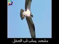 ياحزن روح كافي جروح