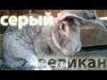 Каковы особенности породы кролей Серый Великан