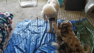 F1B Aussiedoodle Puppies from Mercy and Prince - Dreamydoodles Northwest by Dreamydoodles Northwest 106 views 4 years ago 22 seconds