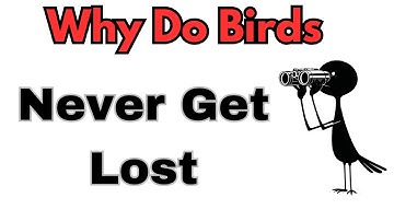 Shocking Secrets of Bird Migration: A Hilarious Explainer