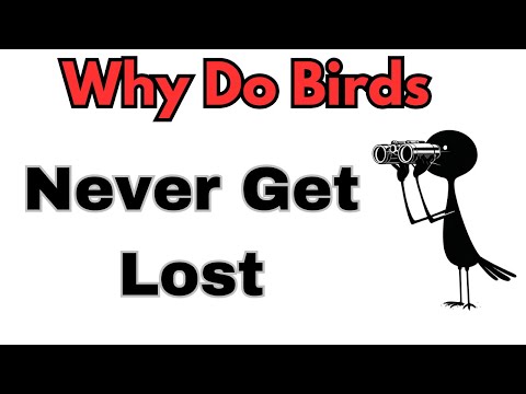 Shocking Secrets of Bird Migration: A Hilarious Explainer