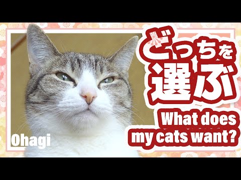 どっちを選ぶ猫