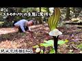 【絶滅危惧種】第26回 あまりにも美しい姿の『ユキモチソウ』は限られた場所に自生する貴重な絶滅危惧種だった【本田高史/ショクナナ植物研究所】