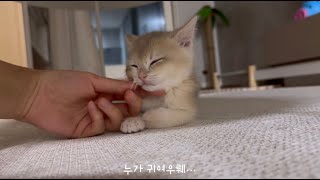 귀여운 아기고양이 모음 zip | 짧은 편🤍