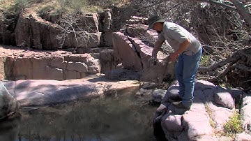 Tuning-in to Radio Trout