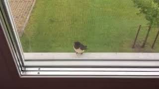 Niedliche Lolita fingert sich auf einer Wiese Niedliche Lolita fingert sich auf einer Wiese