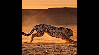 Download Lagu AI-Generated – Cheetah Hunt Rare Desert Predator Extended Encounter #Cheetah MP3 Download Lagu AI-Generated – Cheetah Hunt Rare Desert Predator Extended Encounter #Cheetah MP3
