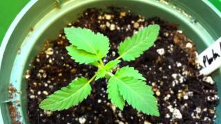 White Voodoo Update 10/2