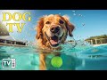 Dog tv entertain keep your dog happy when home alone  24 hrs deep anti anxiety music for dog