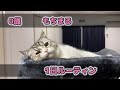 ぐうたら生活を満喫してるもち猫の1日がこちら…笑！