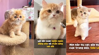 Những điều cần chú ý khi nuôi mèo P4| Pet Island #cat #meow #thucung #yeumeo #tiktok #chamsocmeo by Pet Island 495 views 1 year ago 3 minutes, 42 seconds