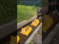 水遊びをしている犬たち🐾