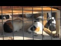海ノ中道海浜公園　動物の森　モルモット の動画、YouTube動画。