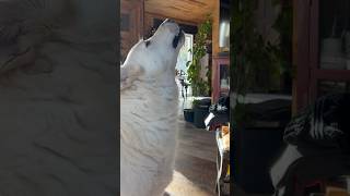First Time Miss Snow Howls Like a Wolf dog life cabinlife funny animals