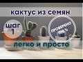 Кактус из семян | ПРОЩЕ НЕ БЫВАЕТ | ШАГ 1