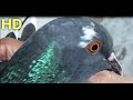 Ciri Merpati Turunnya Jedor Gabruk Kaya RUDAL