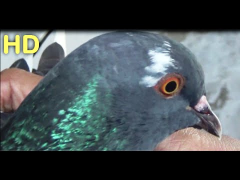 Ciri Merpati Turunnya Jedor Gabruk Kaya Rudal Youtube