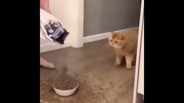 cats bowl filled with too much cat food cat is scared - DayDayNews