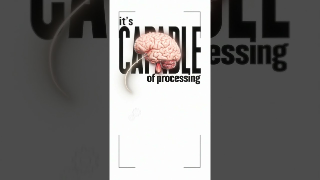 Human Brain