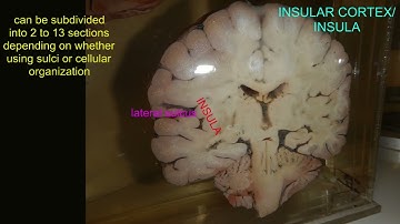 the insular cortex of the cerebrum