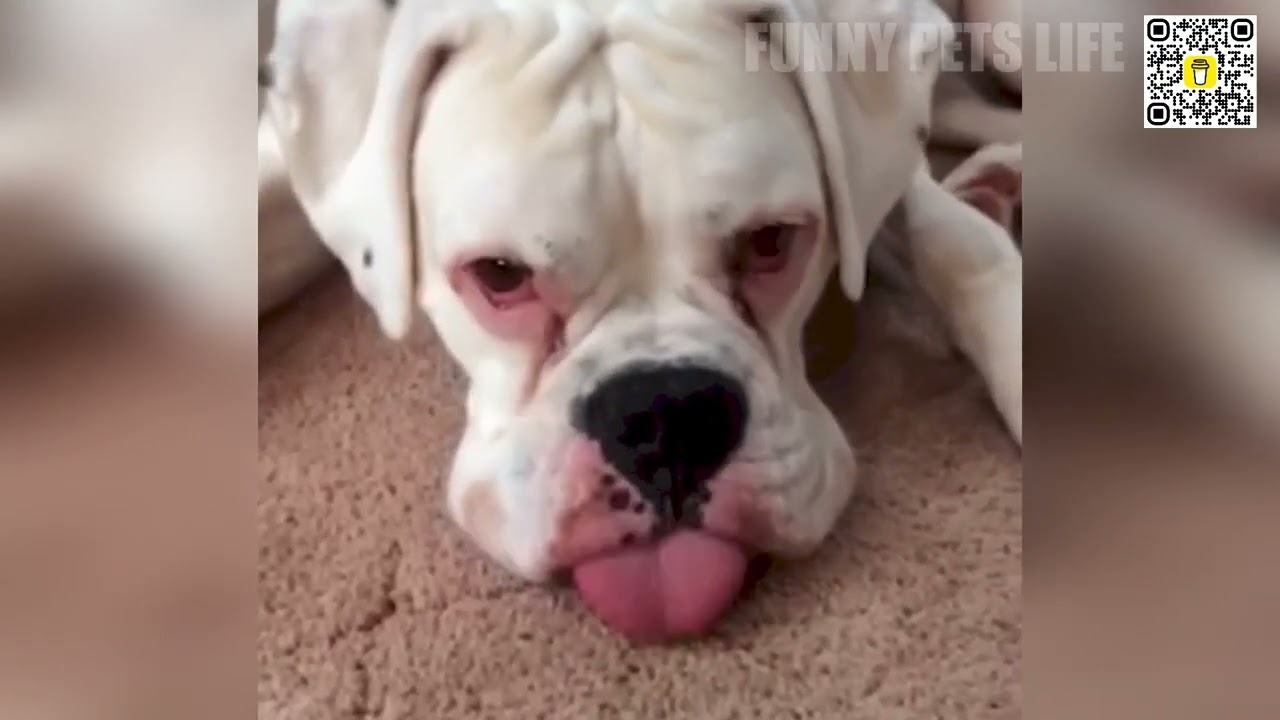 🤣🐾 TikTok's FUNNIEST PET FAILS! Prepare for Utter Chaos! 😂 Cute Animals