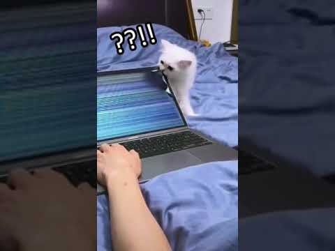 Video: Zašto je sat mog računala isključen na Macu?