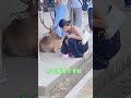 わあ、奈良の鹿が観光客に大人気の素晴らしい瞬間 🫎❣️🤱🦌