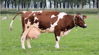 দুধ উৎপাদনে ইউরোপের জনপ্রিয় গরু এটি | Fleckvieh cow breed