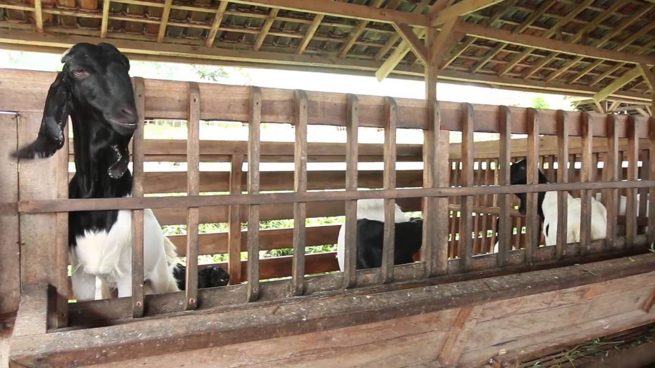 Jonggol Farm (Kebun Al Quran)