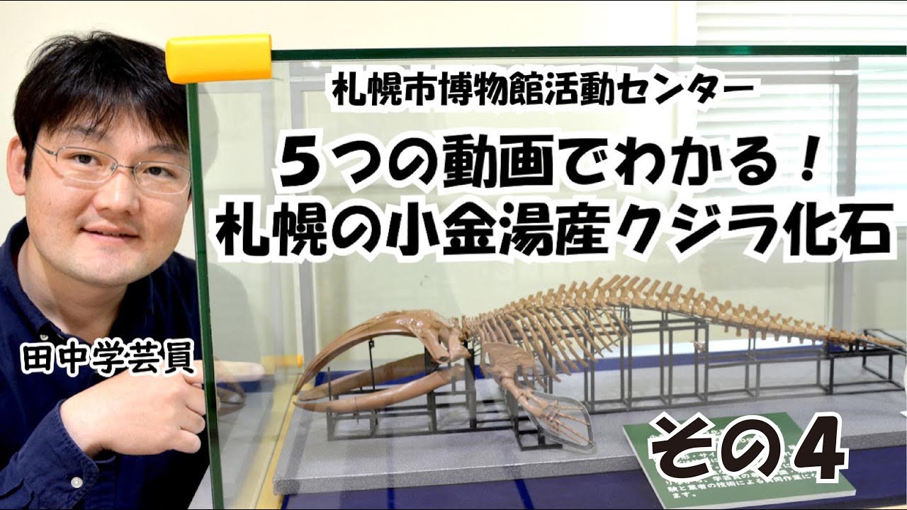5つの動画でわかる！札幌の小金湯産クジラ化石その4 札幌からクジラの