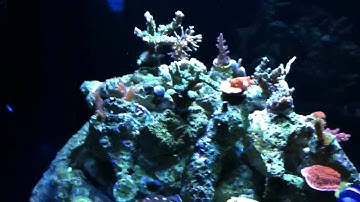 39 gal reef savvy