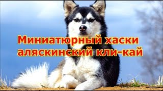 Миниатюрный хаски — аляскинский кли кай