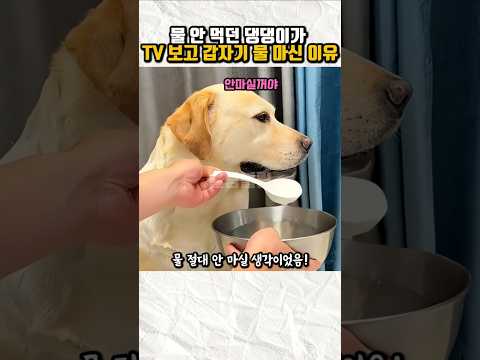 물 안 먹던 댕댕이가 TV 보고 갑자기 물 마신 이유 ㅋㅋㅋ#강아지 #shorts #웃긴강아지 thumbnail