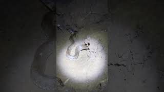 A frog-watcher at night encounters a snake.