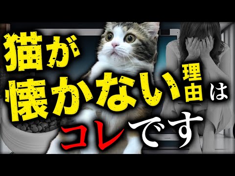 猫が懐かない人は絶対見てください。距離感が近い人は嫌われる可能性があります…！